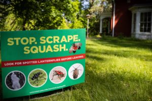A green sign is displayed in someone's front yard. It says, " Stop. Scrape. Squash." and shows pictures of spotted lanternflies in different stages of their life cycle.
