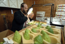 An Orthodox Jewish man with a kippah and peyos is holding up an etrog to a light and magnified glass. In front of him are cases of green etrogim.