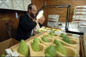 An Orthodox Jewish man with a kippah and peyos is holding up an etrog to a light and magnified glass. In front of him are cases of green etrogim. 