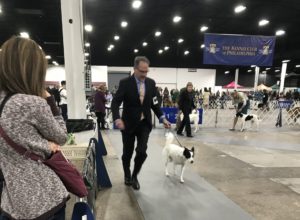 David Golden is a white man wearing a dark suit, is running alongside a medium-sized white dog with large, black splotches on her ears and nose.