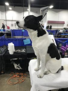Avi is a medium sized dog with long ears and a muzzle.  He is predominantly white with black markings on his back, ears, and neck.  He sits at a grooming table looking away from the camera.