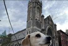 A small, light dog on a leash poses in front of a large gothic synagogue.