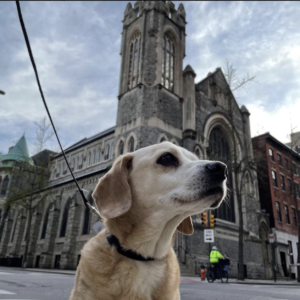 A small, light dog on a leash poses in front of a large gothic synagogue.