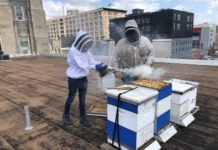 On the Rodeph Shalom rooftop apiary, Arthur LaBan and Don Shump wear bee suits and pump smoke on a hive.