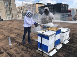 On the Rodeph Shalom rooftop apiary, Arthur LaBan and Don Shump wear bee suits and pump smoke on a hive.