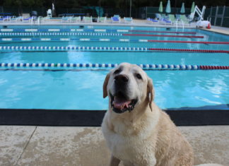 Harley is a light golden retriever sitting with his tongue out in front of an outdoor swimming pool.