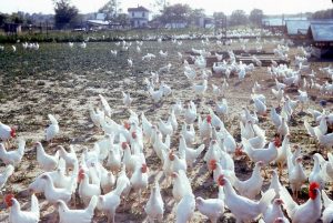In a vast expanse of land, hundreds of white chickens roam.